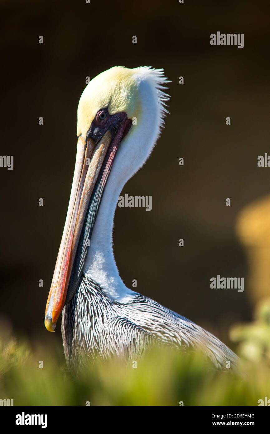 Pelican a la Jolla Cove San Diego Foto Stock