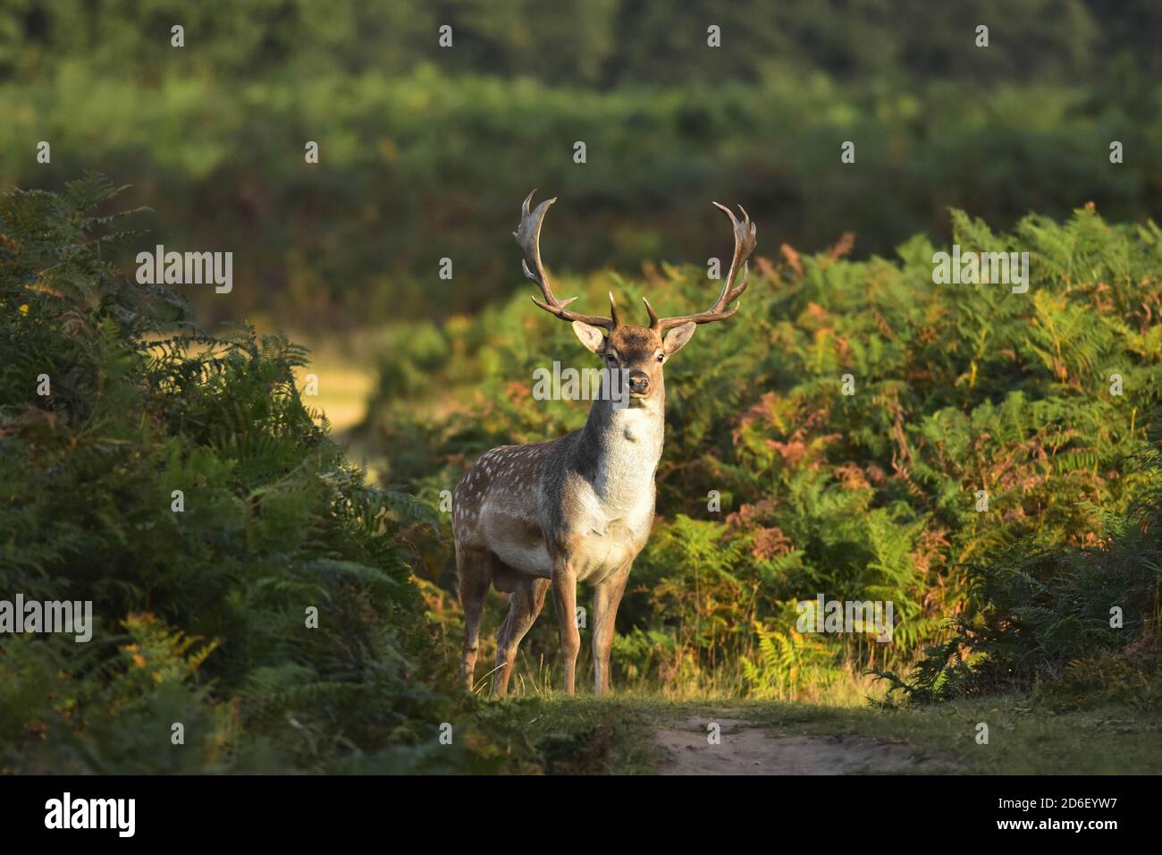 Fallow Deer Buck Dama dama in piedi tra le felci Foto Stock