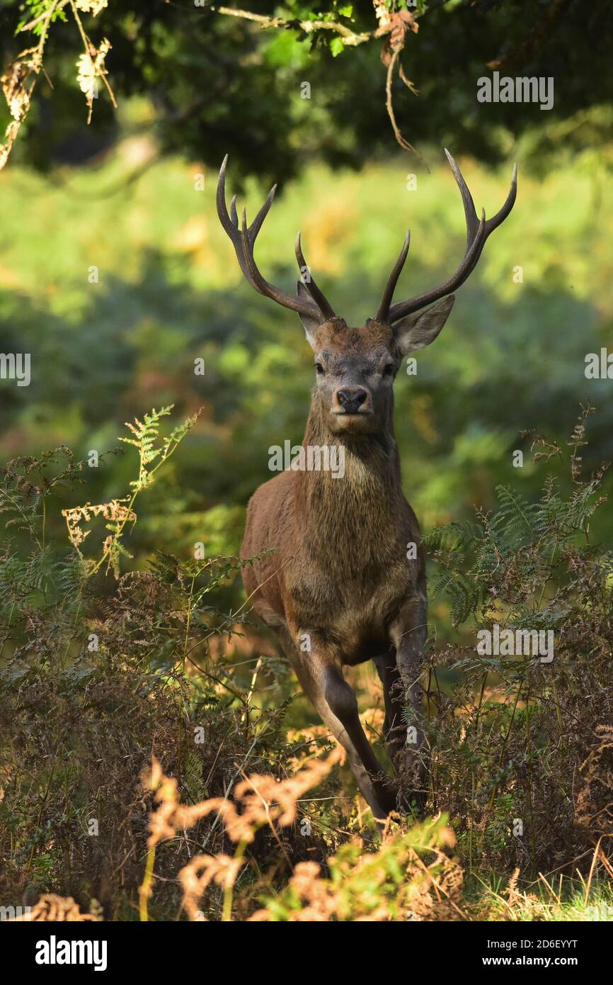Red Deer Stag Cervus elaphus in esecuzione Foto Stock