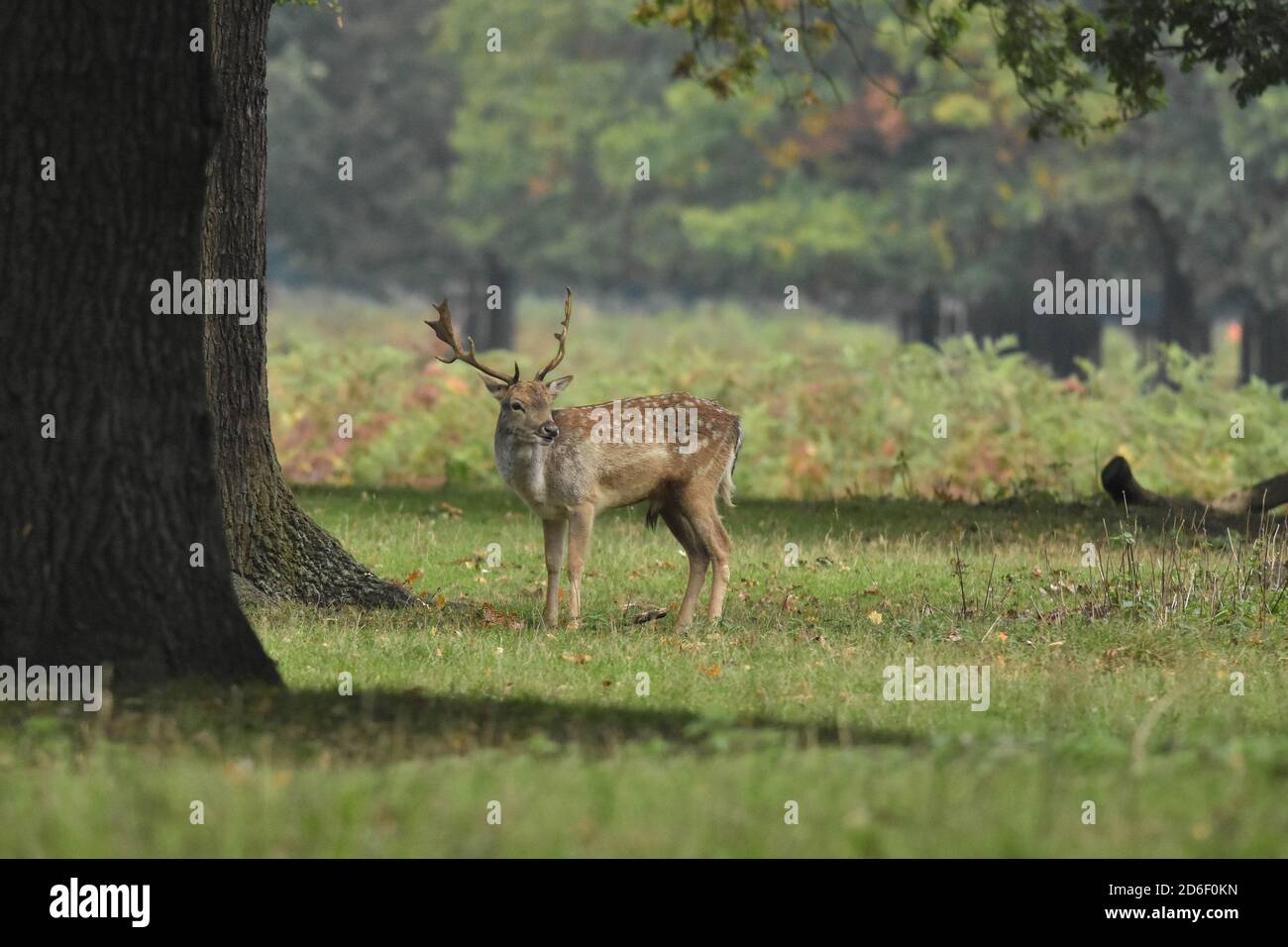 Fallow Deer Buck Dama dama in piedi sotto l'albero di quercia Foto Stock