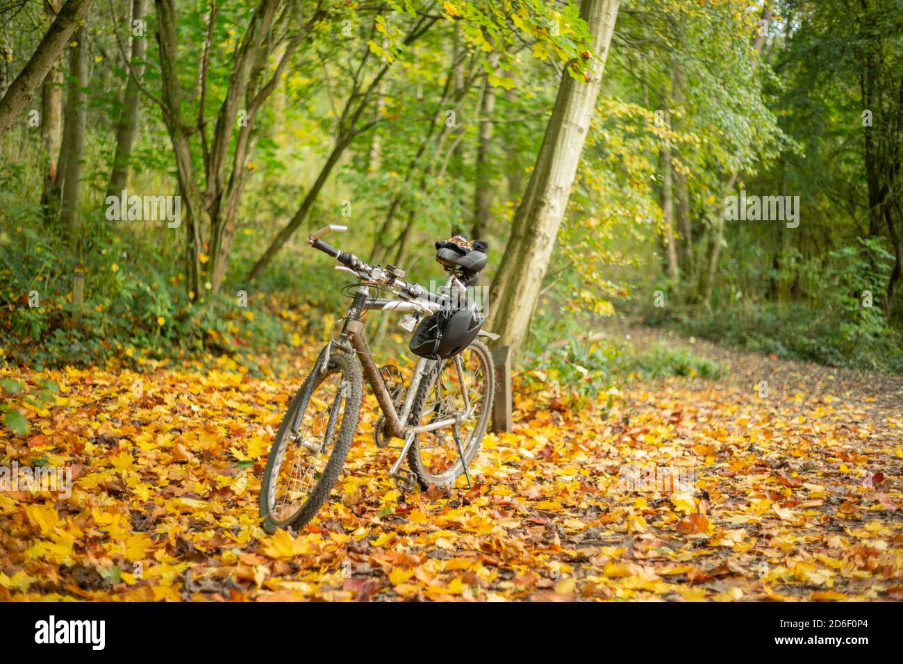 Moto d'argento in una foresta tra foglie di colore giallo scuro e arancione caduto da un albero in autunno. Giro in bicicletta, bicicletta, esercizio fisico. Inghilterra Regno Unito Foto Stock