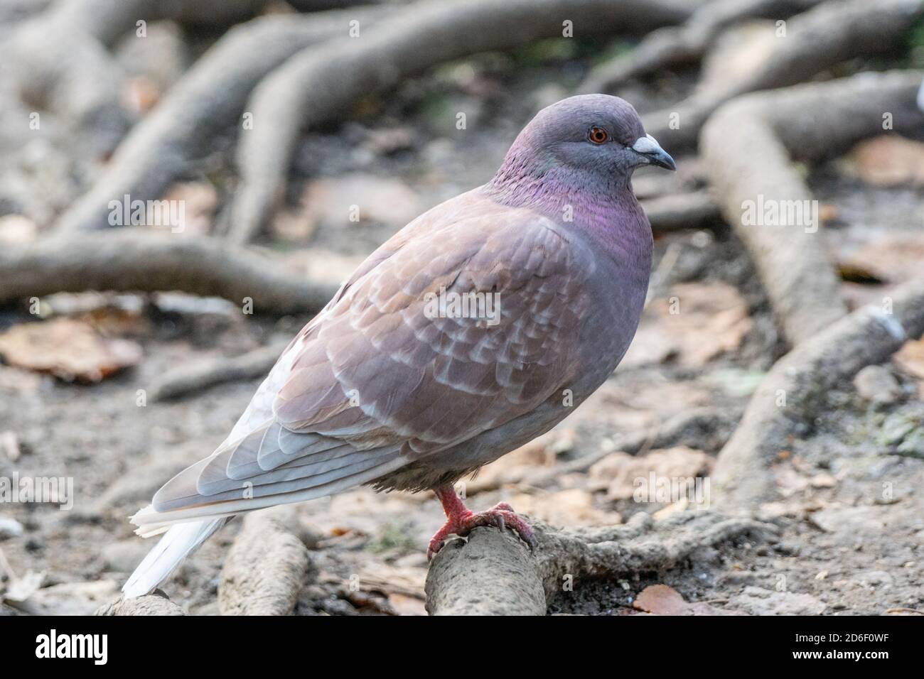 Pigeon con piumaggio marrone chiaro e grigio con iridescenza viola o lustro, Inghilterra Regno Unito Foto Stock