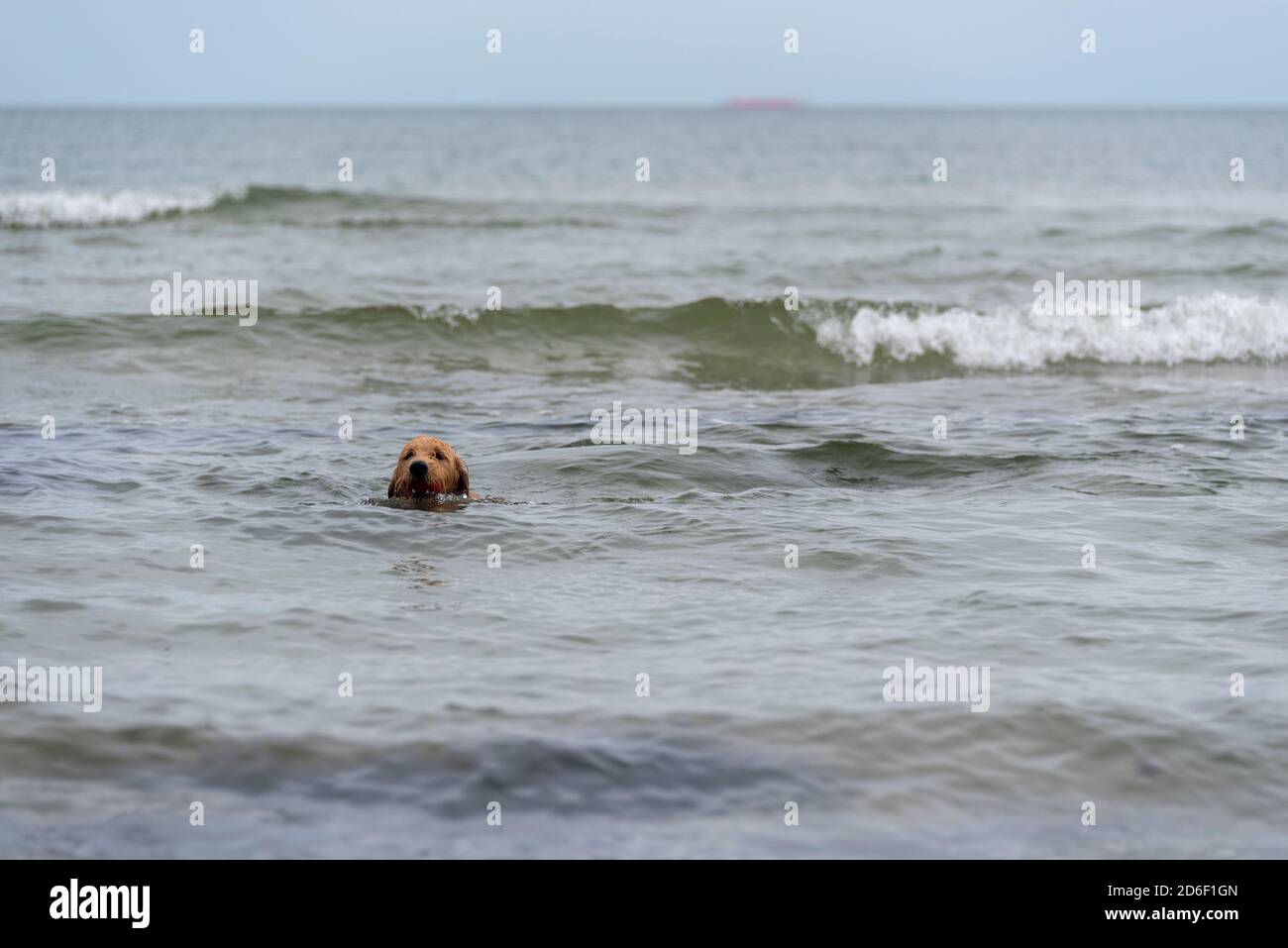 Il cane nuota nel Mar Baltico Foto Stock
