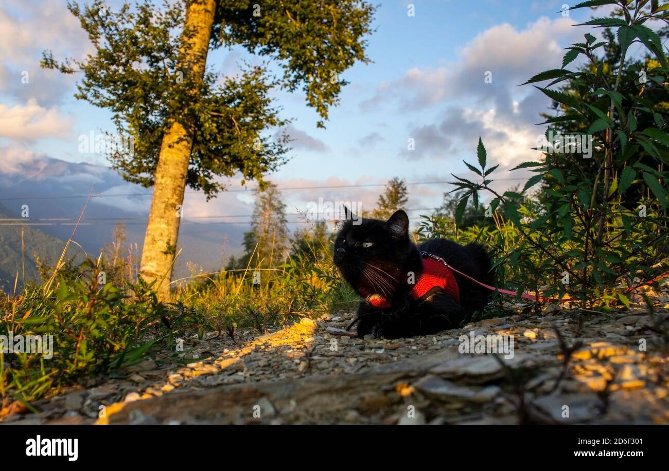 Un gatto nero in una imbragatura rossa si trova al tramonto in montagna. Viaggiare con animali domestici. Ora d'oro. Foto Stock