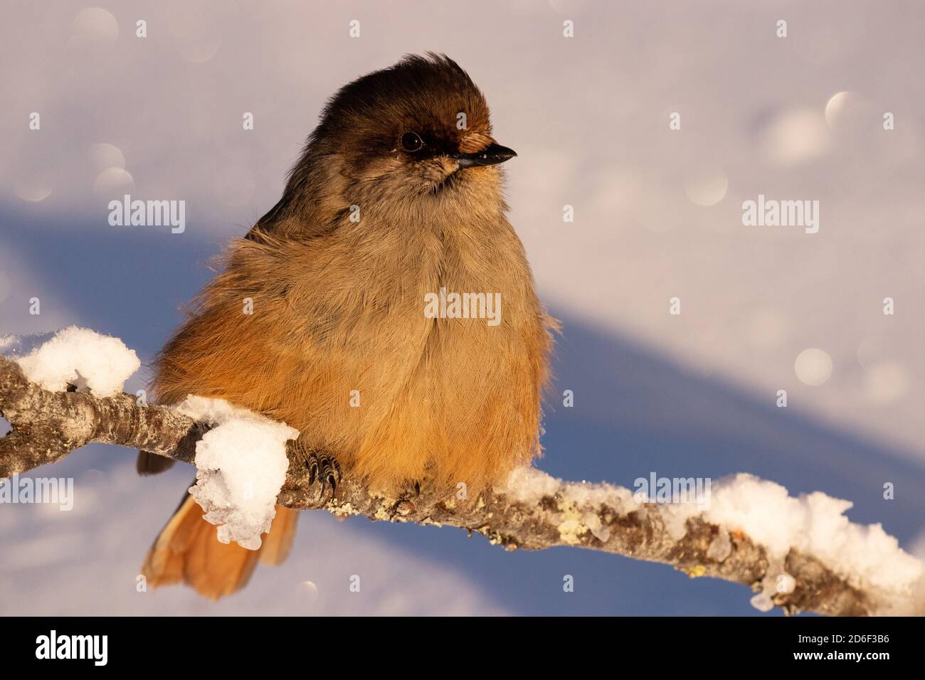 Adorabile e puffy uccello del nord fieno siberiano, Perisoreus infaustus, nella neve durante una fredda alba mattutina a Kuusamo, Finlandia settentrionale Foto Stock