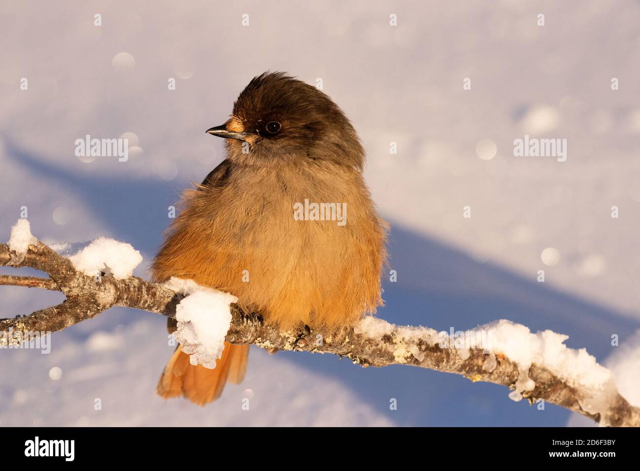 Adorabile e puffy uccello del nord fieno siberiano, Perisoreus infaustus, nella neve durante una fredda alba mattutina a Kuusamo, Finlandia settentrionale Foto Stock