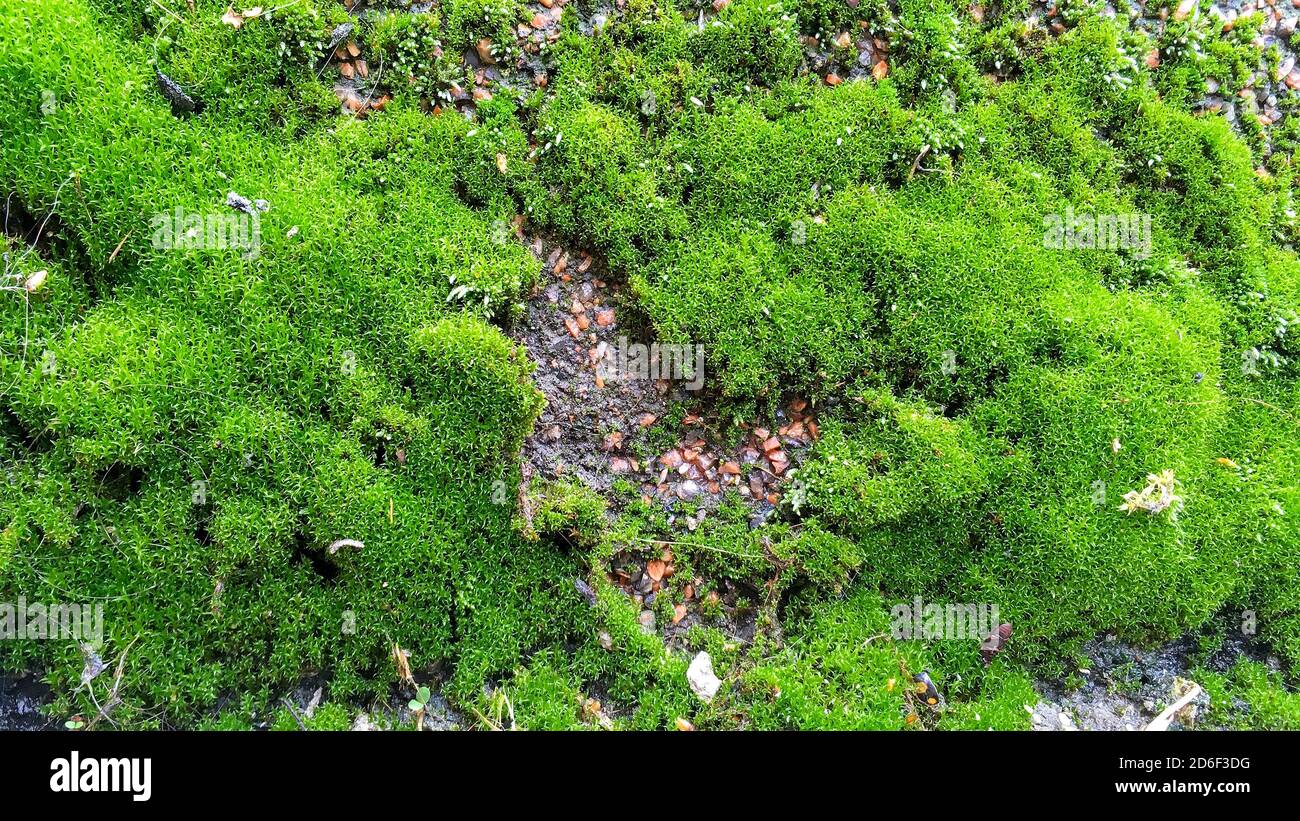 Muschio verde o lichene che cresce su muro di granito. Sfondo astratto. Primo piano. All'aperto. Foto Stock