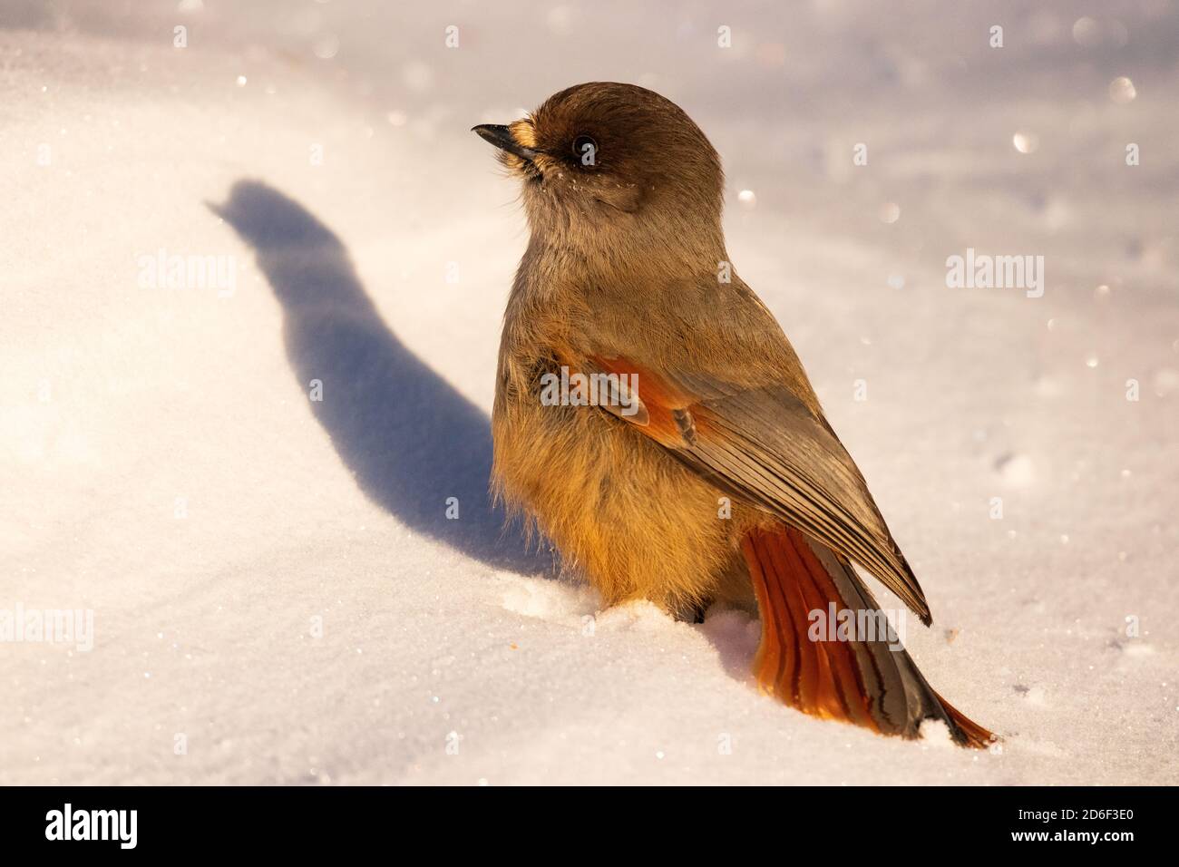 Adorabile e puffy uccello del nord fieno siberiano, Perisoreus infaustus, nella neve durante una fredda alba mattutina a Kuusamo, Finlandia settentrionale Foto Stock