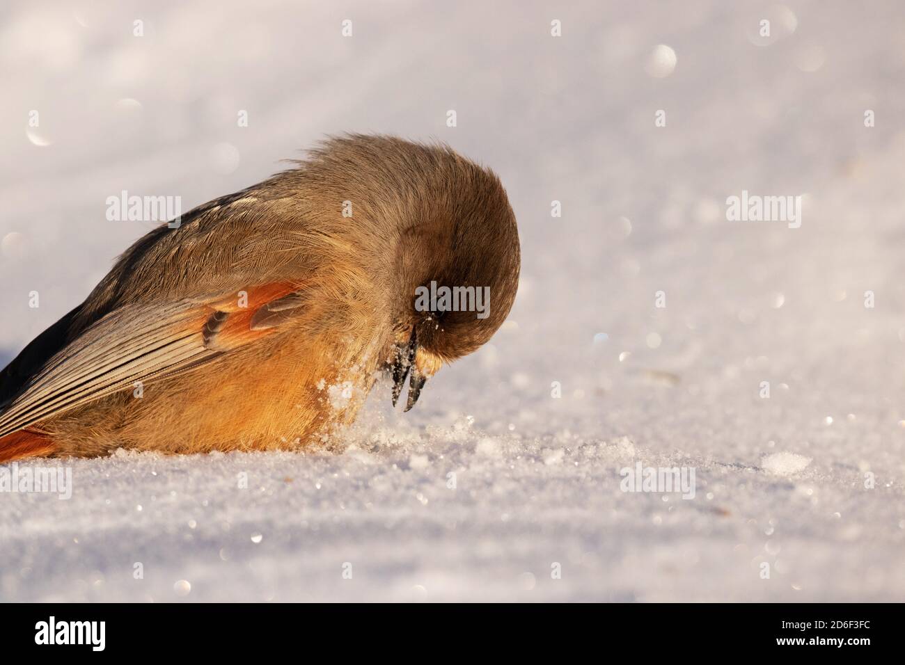Adorabile e puffy uccello del nord fieno siberiano, Perisoreus infaustus, nella neve durante una fredda alba mattutina a Kuusamo, Finlandia settentrionale Foto Stock