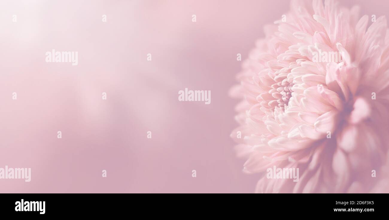 Bel fiore rosa crisantemo in morbido stile su sfondo rosa. Foto Stock