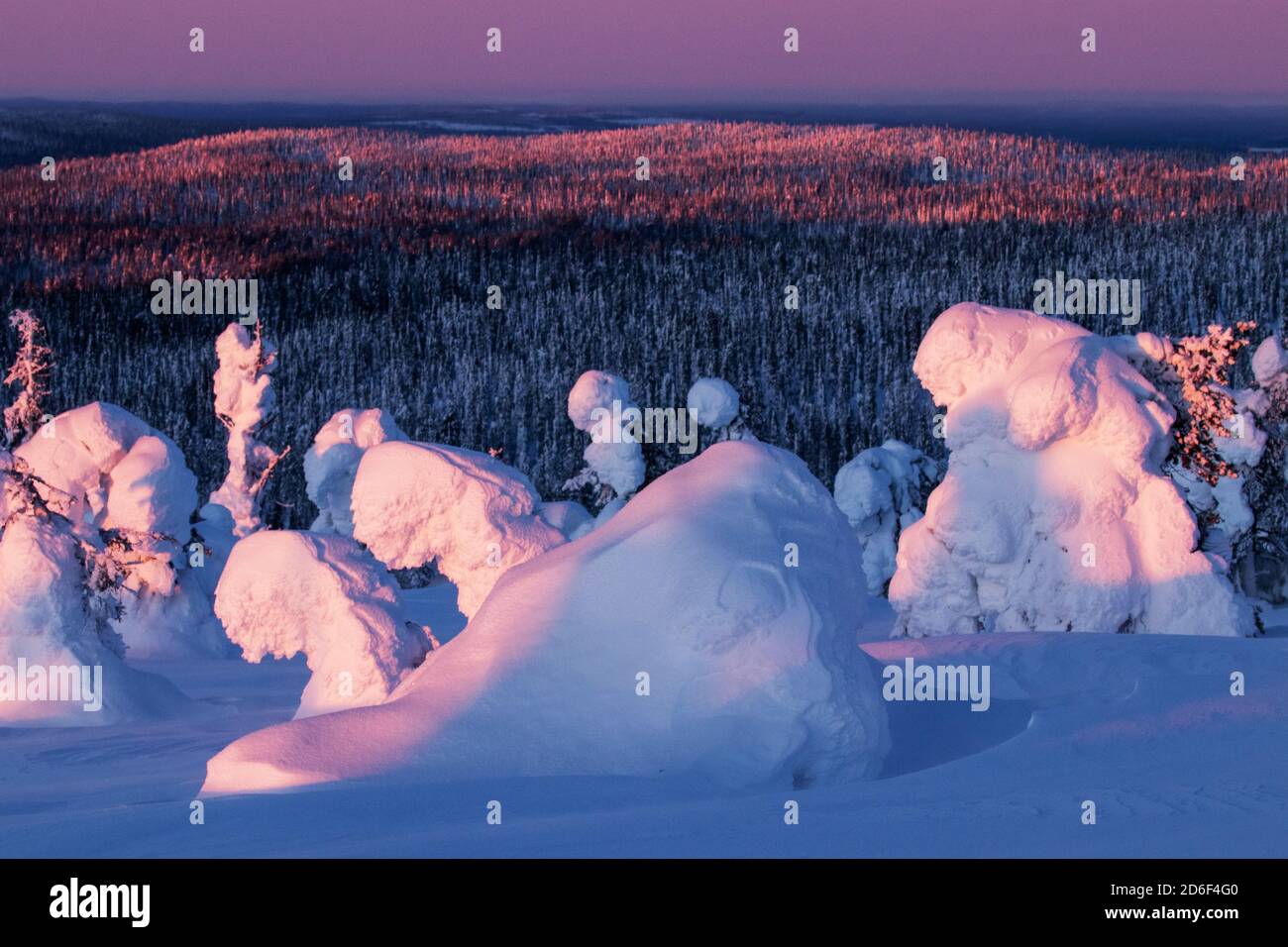 Splendidi alberi innevati nel Parco Nazionale di Riisitunturi durante l'alba invernale. Foto Stock