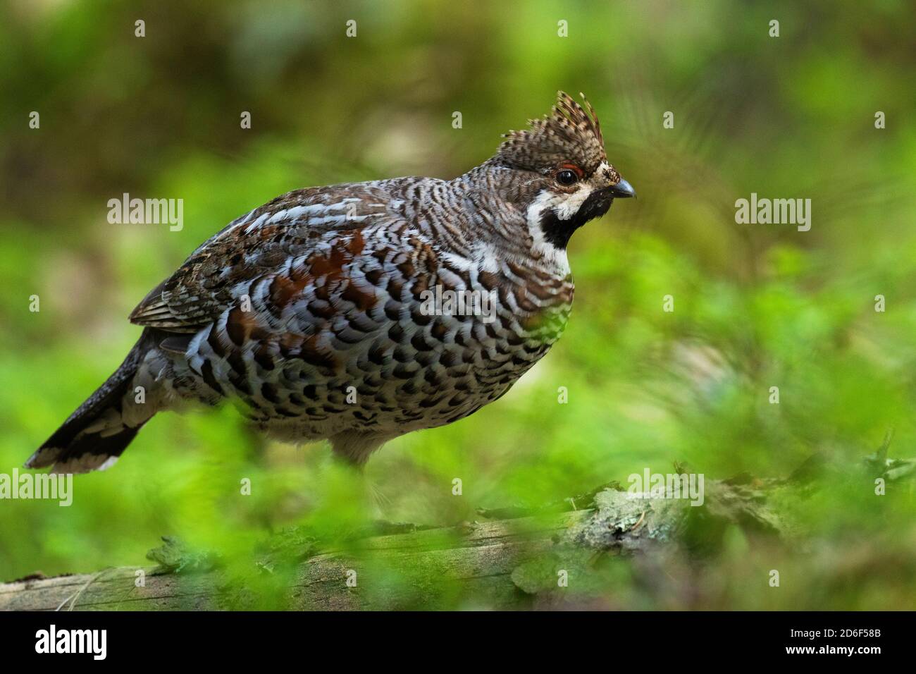 Una specie maschile di Hazel Grouse (Tetrastes bonasia) con piume di cresta rialzate in una foresta boreale verde, lussureggiante e vecchia durante la stagione primaverile di riproduzione in Estonia; Foto Stock