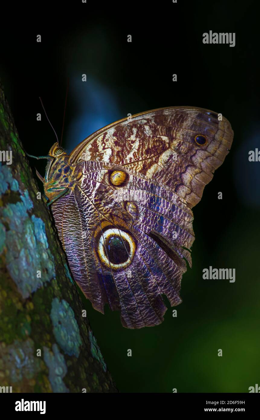 Bandito Owl Butterfly dalla foresta pluviale a Panama Foto Stock