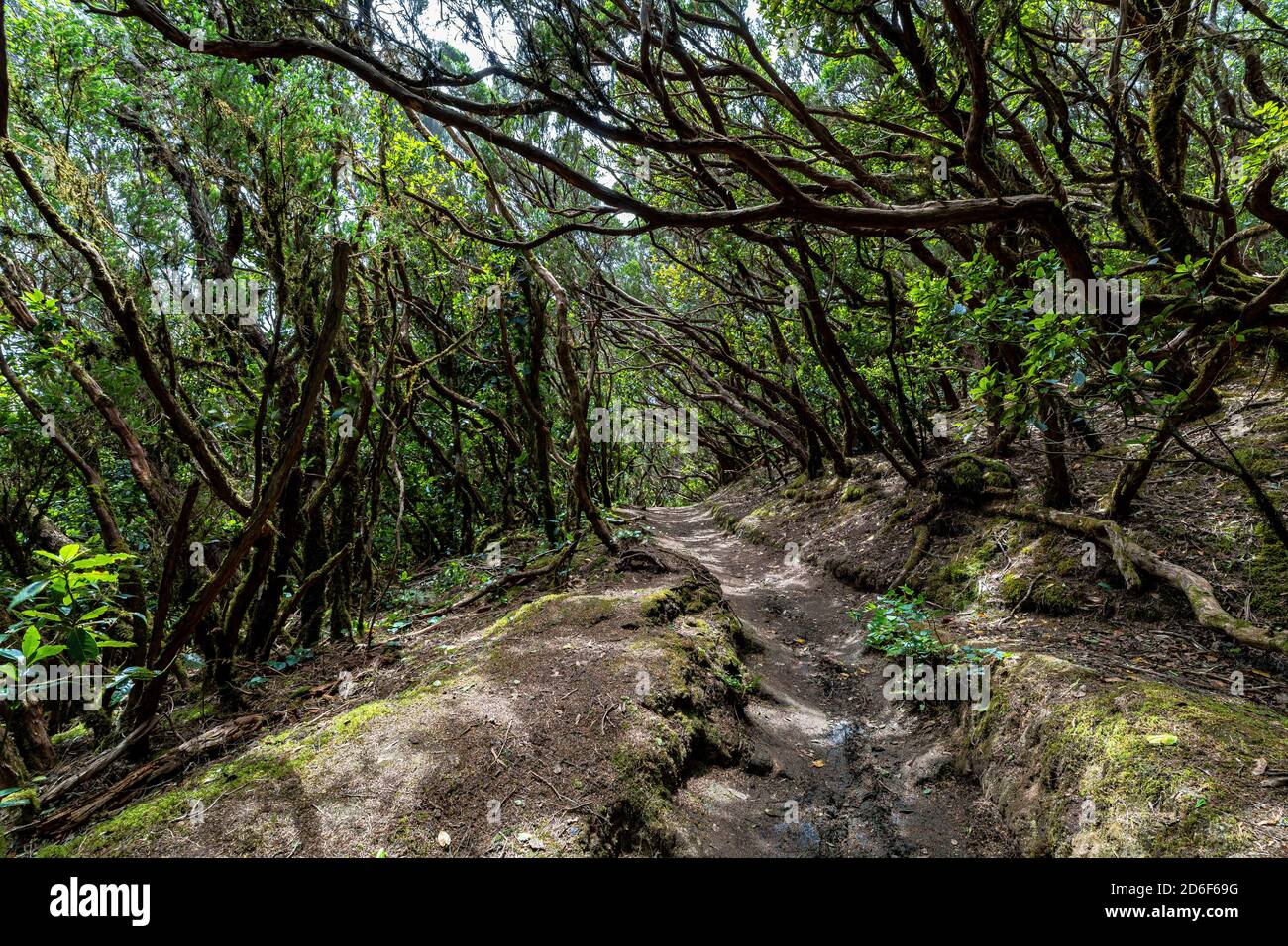 Sentiero escursionistico 'Bosque Encantado' con alberi ricoperti di muschio nella foresta di nubi dei Monti Anaga, Tenerife, Spagna Foto Stock