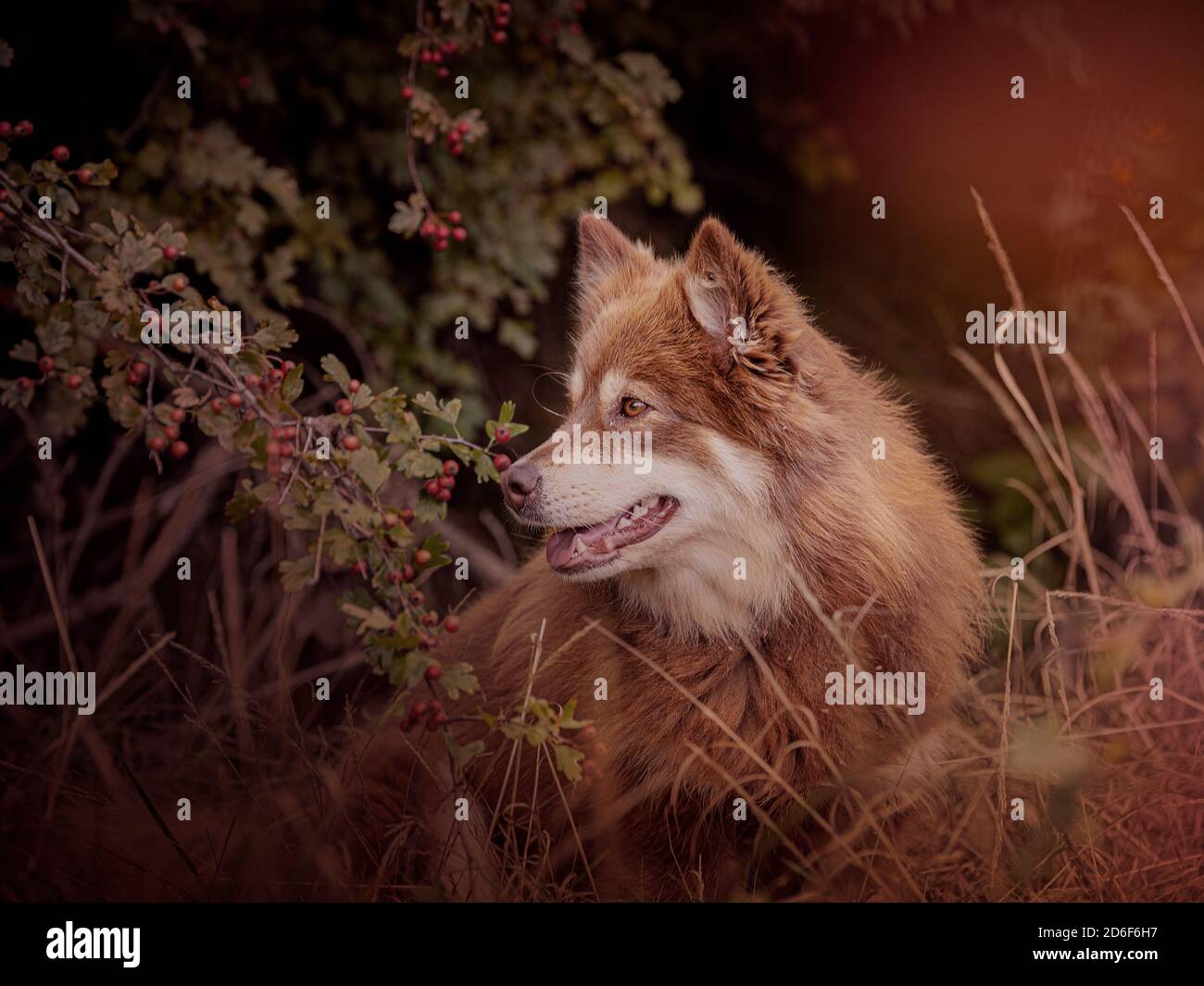 Mandante laponiano seduto libero nella natura Foto Stock