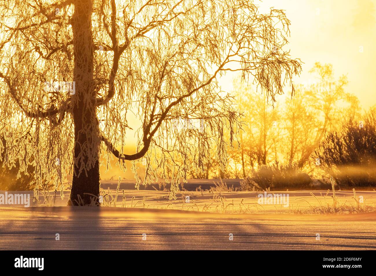 Un'alba fredda e dorata con un albero di betulla ghiacciato su un paesaggio invernale in Estonia, Nord Europa. Foto Stock