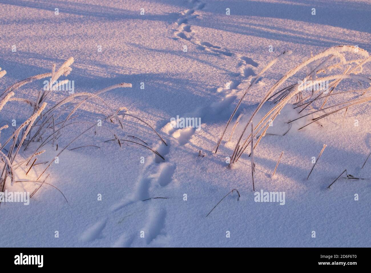 Un percorso animale sulla neve durante l'alba rosata in una fredda mattina invernale nella natura estone. Foto Stock