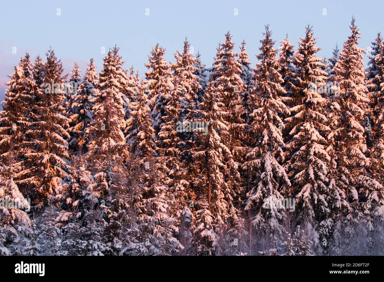 Bella foresta di abete rosso di conifere nevoso durante un freddo sole del mattino nelle meraviglie invernali nella natura estone, Nord Europa. Foto Stock
