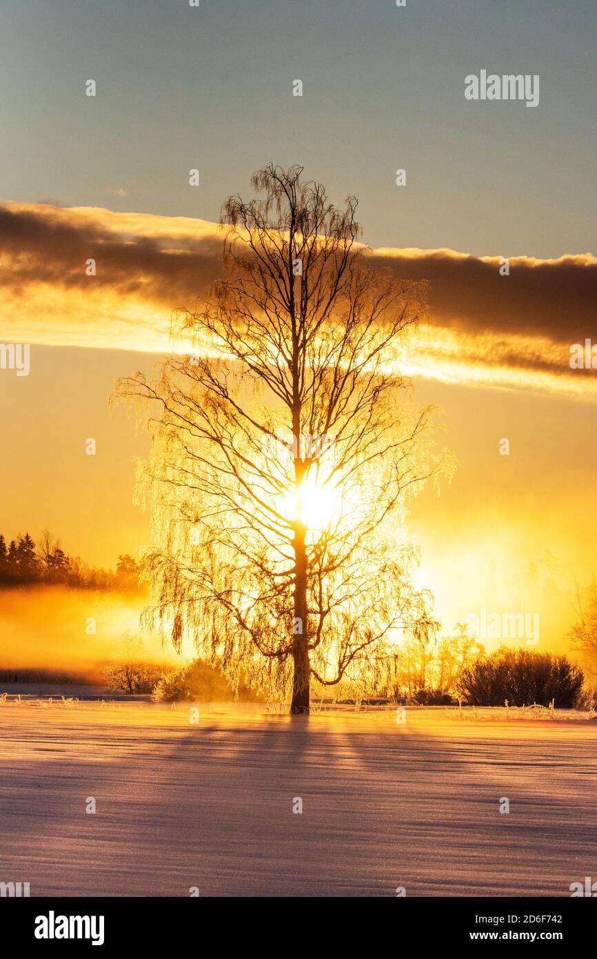 Un'alba fredda e dorata con un albero di betulla ghiacciato su un paesaggio invernale in Estonia, Nord Europa. Foto Stock
