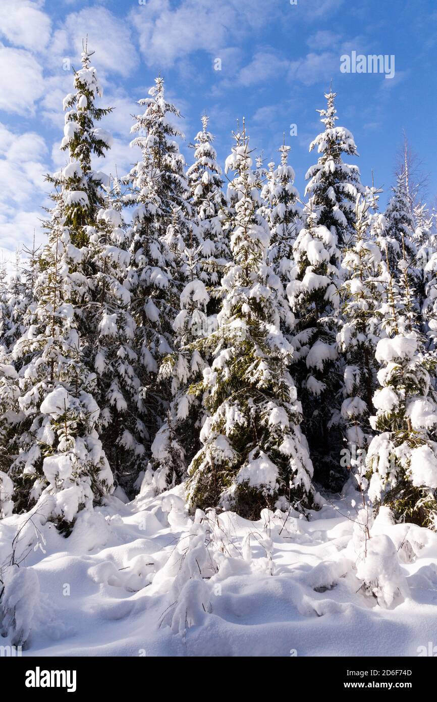 Alberi di abete ricoperti di neve in un paese delle meraviglie invernali durante una bella mattinata in una foresta boreale di conifere dell'Estonia, Nord Europa. Foto Stock