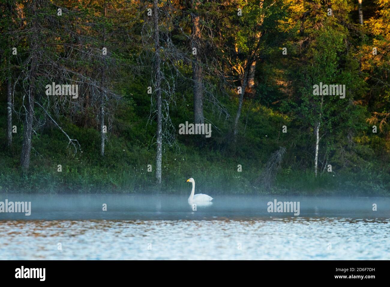 Whooper Swan, Cygnus cygnus nuotare su un piccolo lago estivo nella Finlandia settentrionale vicino Kuusamo. Foto Stock