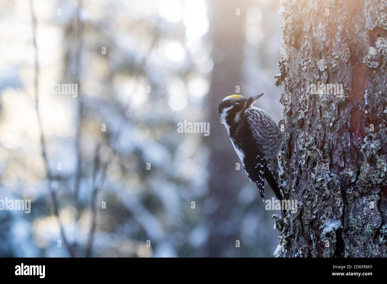 Picchio eurasiatico a tre punte (Picoides tridactylus) su un albero in una vecchia foresta boreale conifera dell'Estonia, Nord Europa. Foto Stock