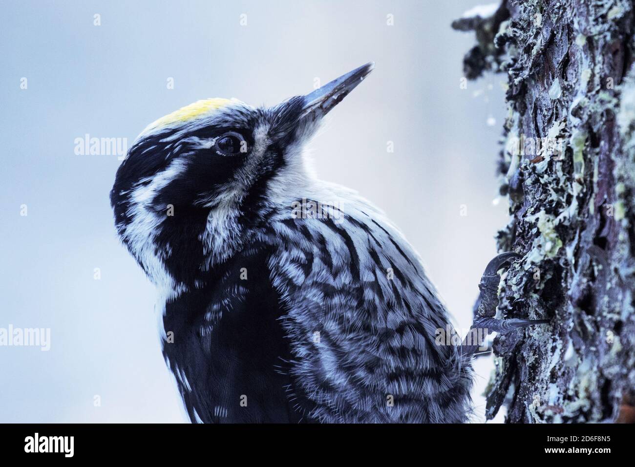 Picchio eurasiatico a tre punte (Picoides tridactylus) su un albero in una vecchia foresta boreale conifera dell'Estonia, Nord Europa. Foto Stock