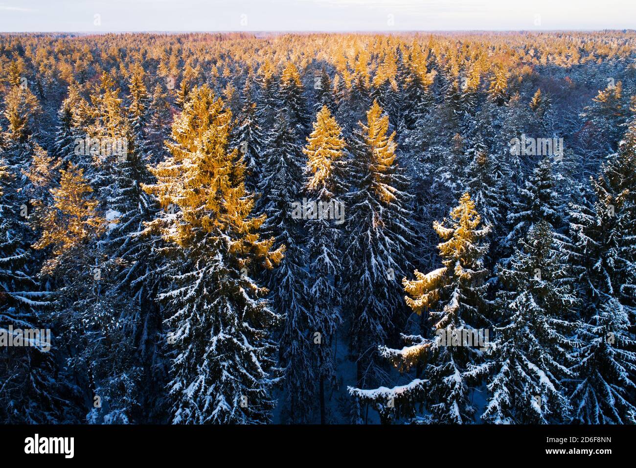 Una vista aerea di alberi di abete innevati in un paese delle meraviglie invernali durante un bel tramonto in una foresta boreale conifera dell'Estonia, Europa del Nord Foto Stock