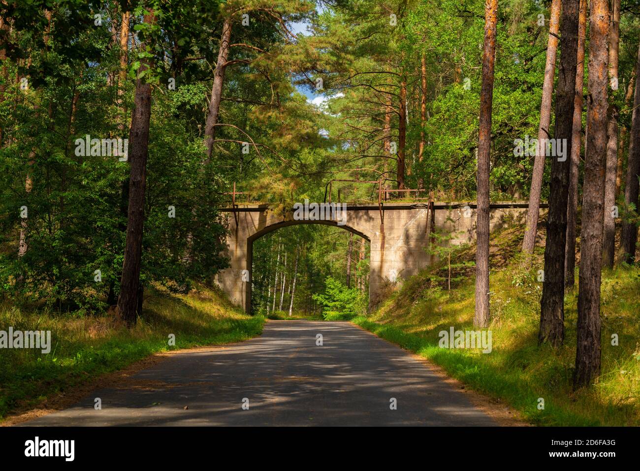 Pista ciclabile nella foresta nello stato del Brandeburgo In Germania Foto Stock