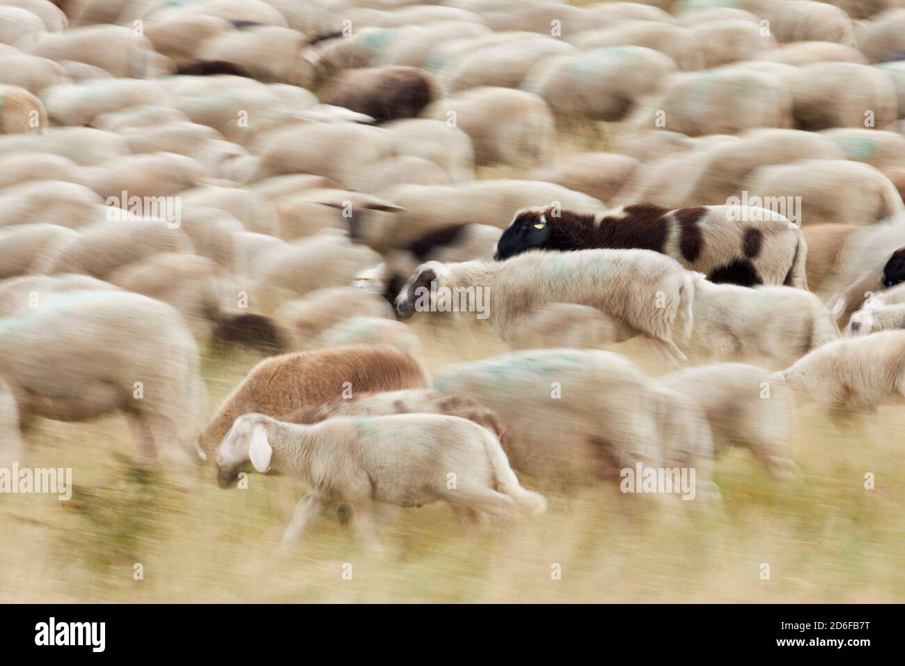 Pecora, gregge, esercizio Foto Stock