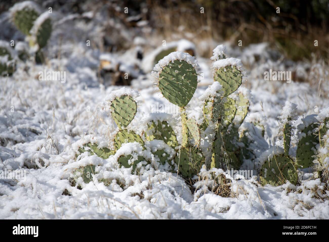 Cactus di pera prickly coperto di neve Foto Stock