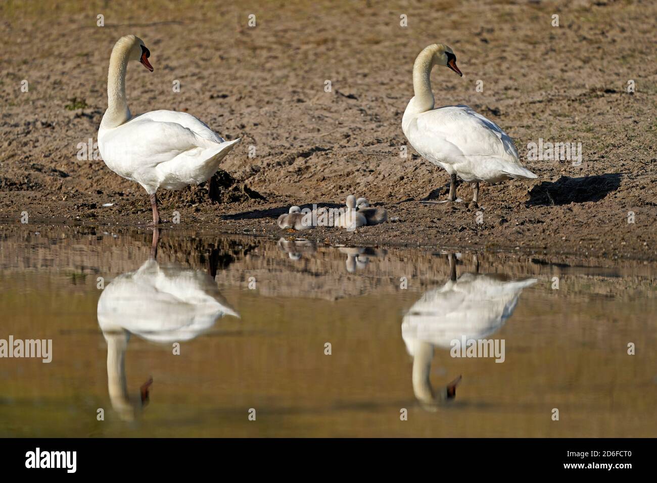 Mute swan (Cygnus olor) con pulcini, Germania, Europa Foto Stock