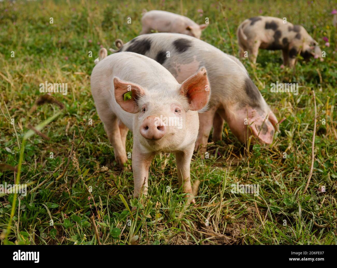 Kamp-Lintfort, Renania Settentrionale-Vestfalia, Germania - agricoltura biologica NRW, suini biologici, suini da pascolo, suini liberi vivono nella fattoria Bioland Frohnenbruch tutto l'anno all'aria aperta, poiché la protezione contro le intemperie è solo un rifugio aperto. Foto Stock