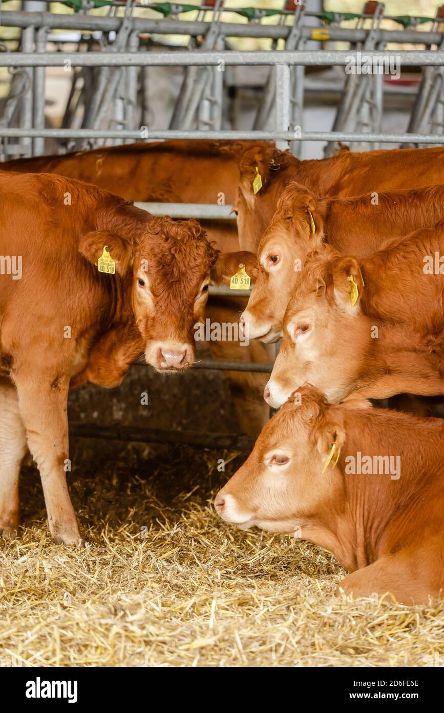 Kamp-Lintfort, Renania Settentrionale-Vestfalia, Germania - Oekolandbau NRW, Biorinder, Limousin bestiame vivo nella fattoria Bioland tutto l'anno all'aperto sul prato e nella stalla aperta. Foto Stock