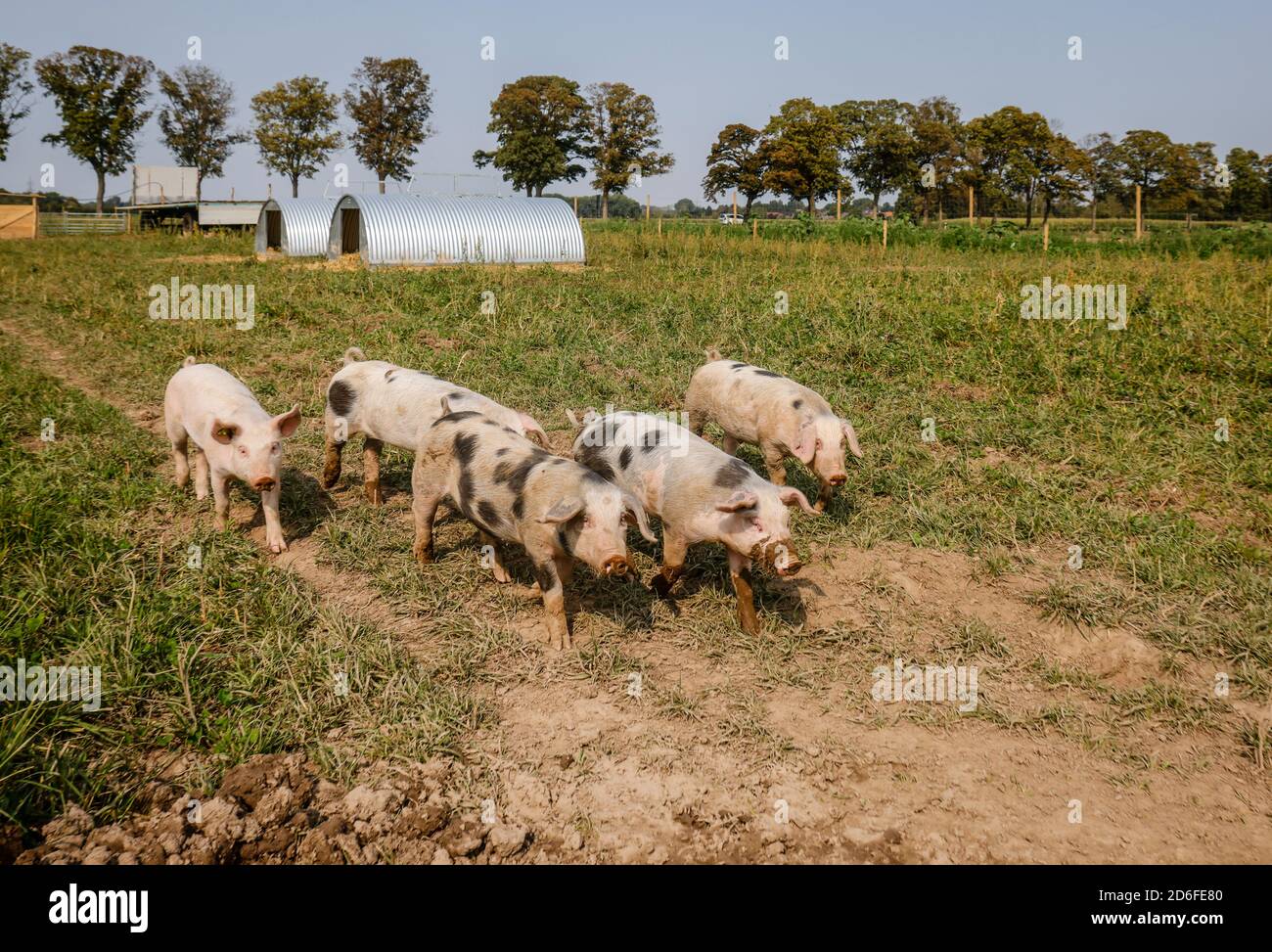 Kamp-Lintfort, Renania Settentrionale-Vestfalia, Germania - agricoltura biologica NRW, suini biologici, suini da pascolo, suini liberi vivono nella fattoria Bioland Frohnenbruch tutto l'anno all'aria aperta, poiché la protezione contro le intemperie è solo un rifugio aperto. Foto Stock