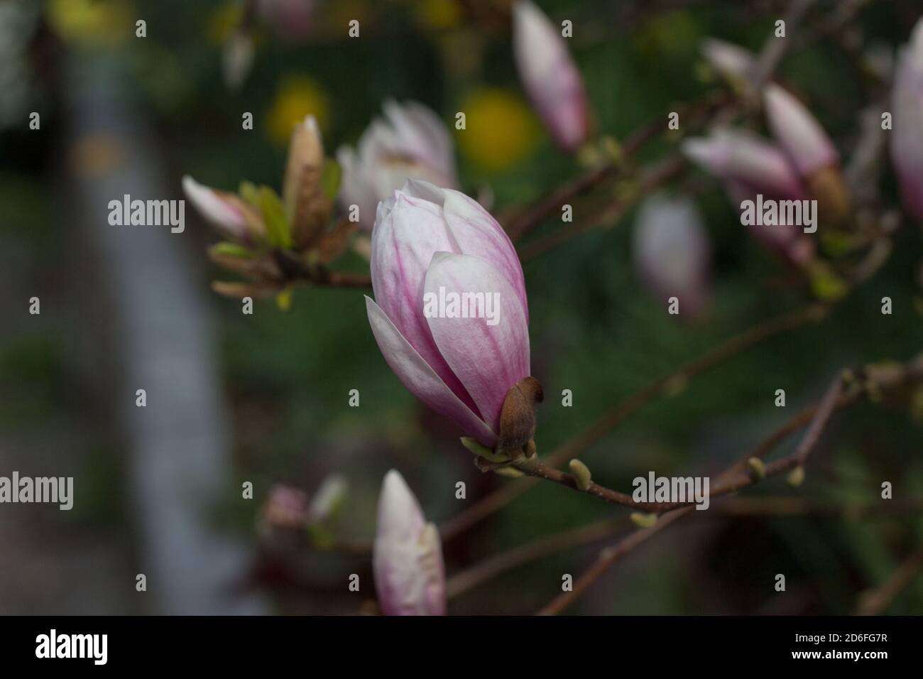 Primo piano dell'albero fiorito della Magnolia Sulanga Foto Stock