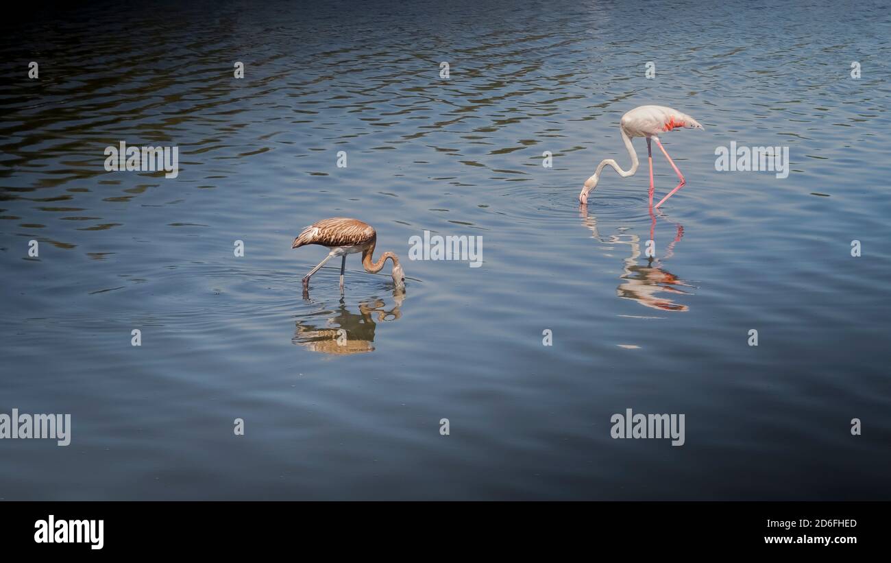 Grande fenicottero e giovane uccello vicino Peyriac de Mer in Il Parco Naturale Regionale di Narbonnaise in estate Foto Stock