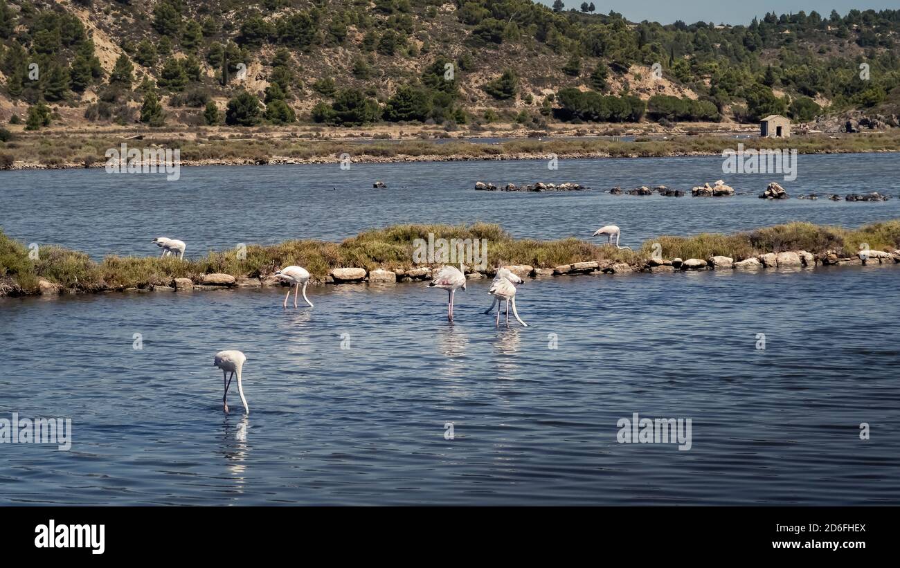 Maggiori fenicotteri a Peyriac de Mer nella regione di Narbonnaise Parco naturale in estate Foto Stock