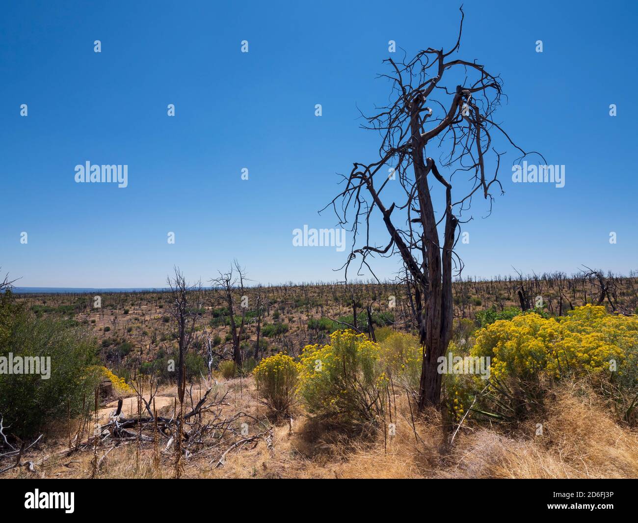 Vegetazione bruciata vicino Cedar Tree Tower, Mesa Verde National Park, Mancos, Colorado. Foto Stock