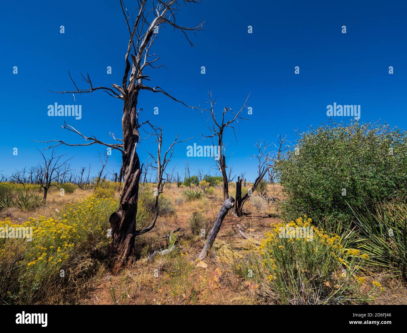 Vegetazione bruciata vicino Cedar Tree Tower, Mesa Verde National Park, Mancos, Colorado. Foto Stock