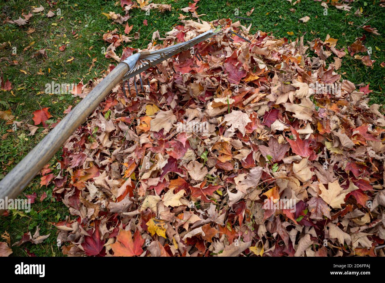 Un'immagine mostra un rastrello che spinge le foglie in un mucchio dal punto di vista di qualcuno che fa il lavoro di cantiere. Foto Stock