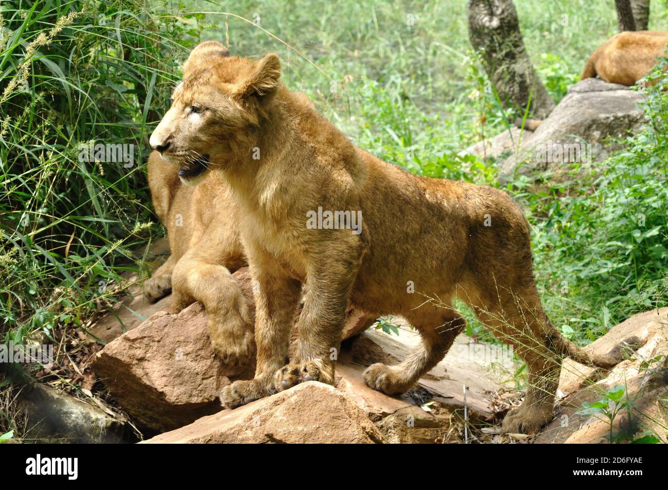 Leone, Cub Foto Stock