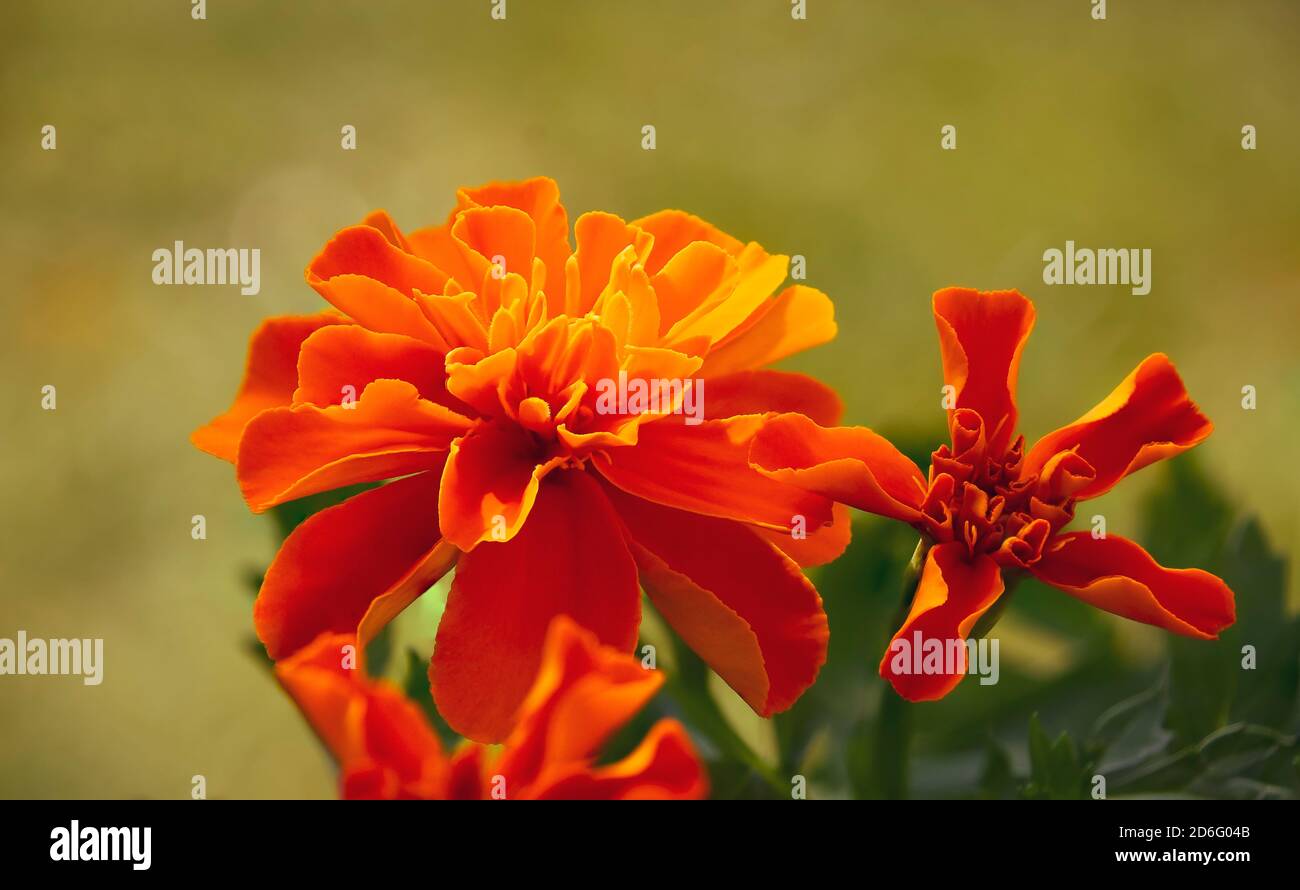 Fiori di marigold arancio (Tagetes), sfondo verde sfocato della natura Foto Stock