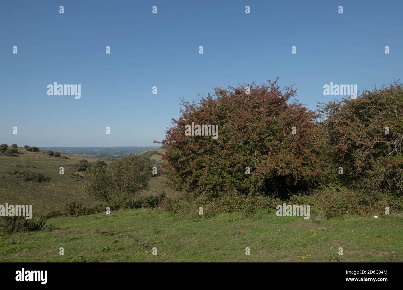 Berries rosse autunnali di un albero comune di biancospino (Crataegus monogyna) che cresce sul gesso Grassland di Dike del Diavolo sulle Downs del Sud nel Sussex occidentale, Foto Stock