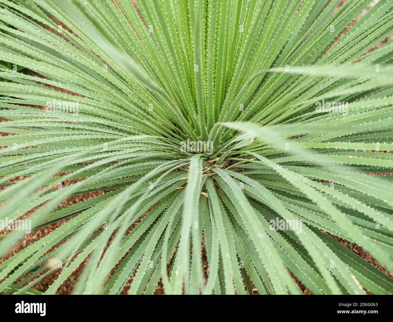 Aloe arborescens verde fogliame noto anche come krantz aloe o candelabra aloe. Foto Stock