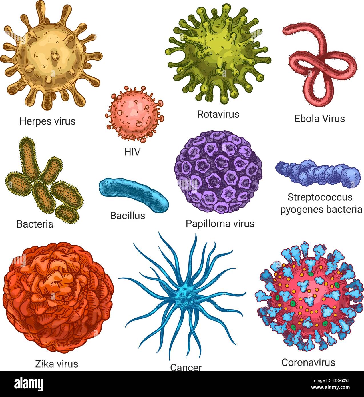 Virus. Sketch colore herpes, hiv e papilloma, zika e coronavirus. Cancro, cellule di streptococco. Insieme di vettori isolati di germi e batteri Illustrazione Vettoriale