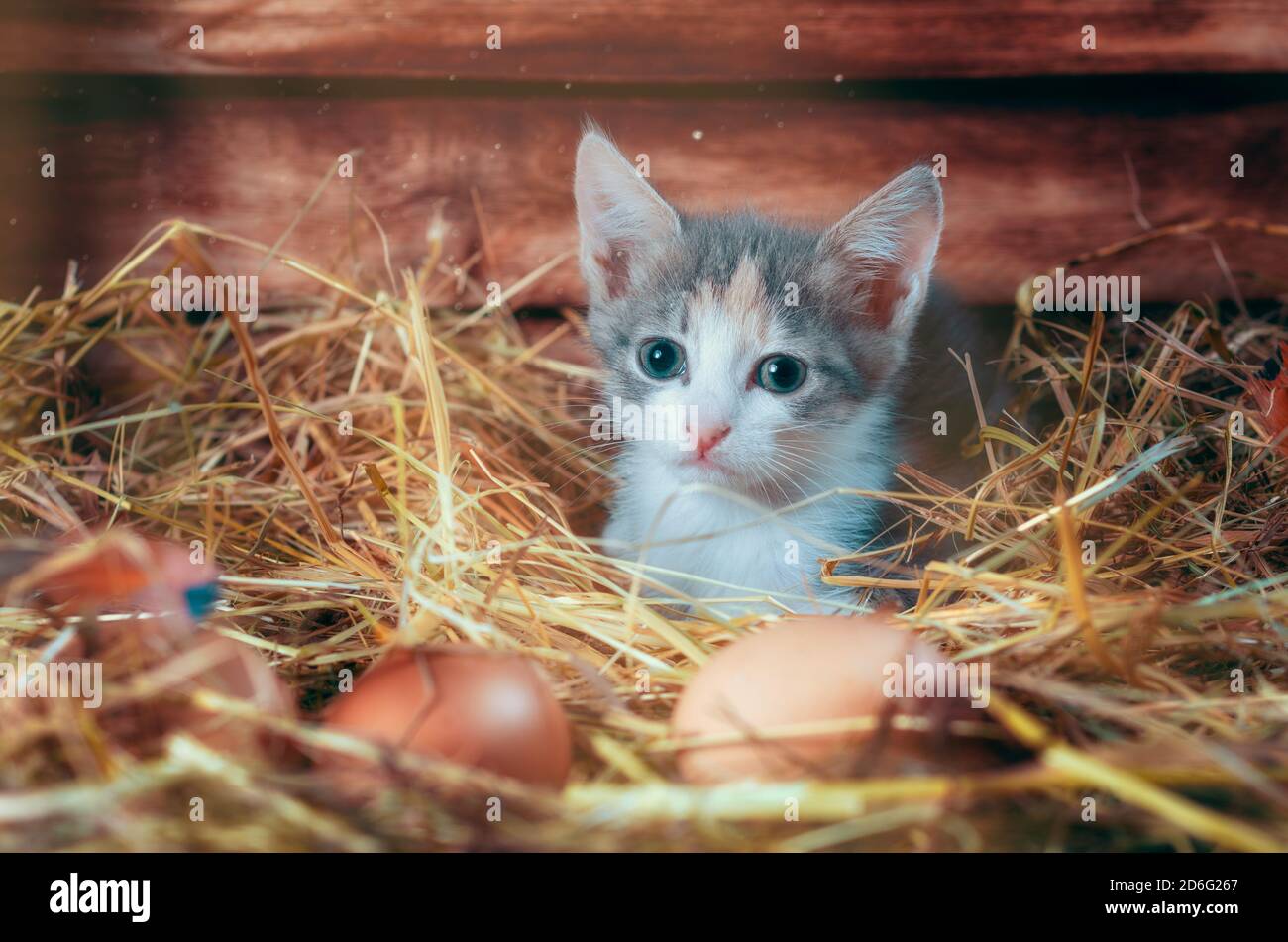 piccolo gattino grigio al mattino nella polpetta di pollo nella fattoria primo piano Foto Stock