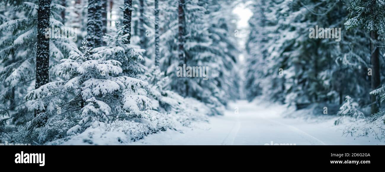 Sentiero stretto nella foresta fiabosa innevata Foto Stock