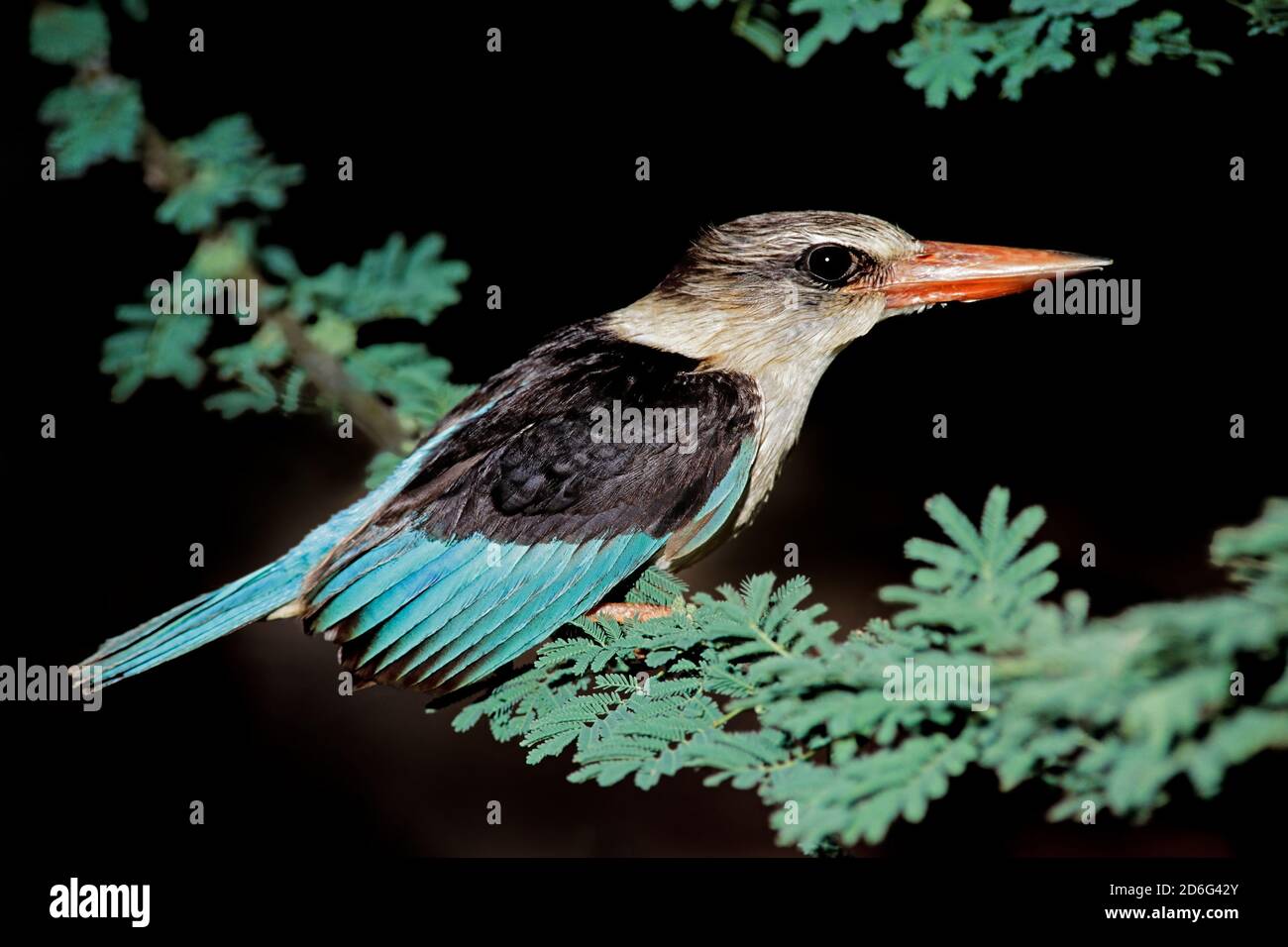 Un kingfisher con cappuccio marrone (Halcyon albiventris) seduto su un ramo, Sudafrica Foto Stock