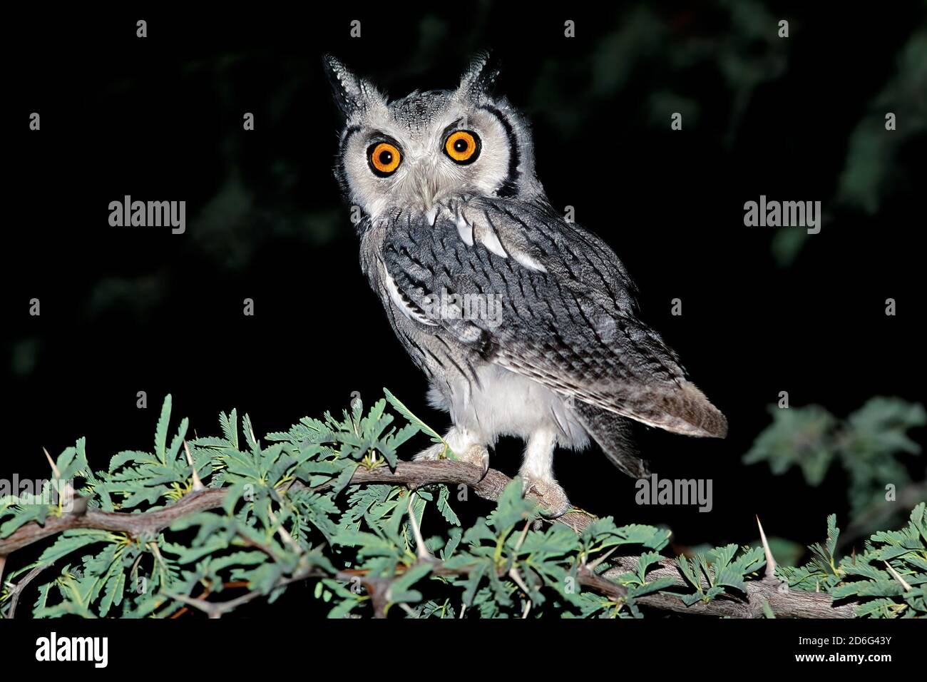 Un gufo bianco (Otus leucotis) seduto in un albero di notte, Sudafrica Foto Stock